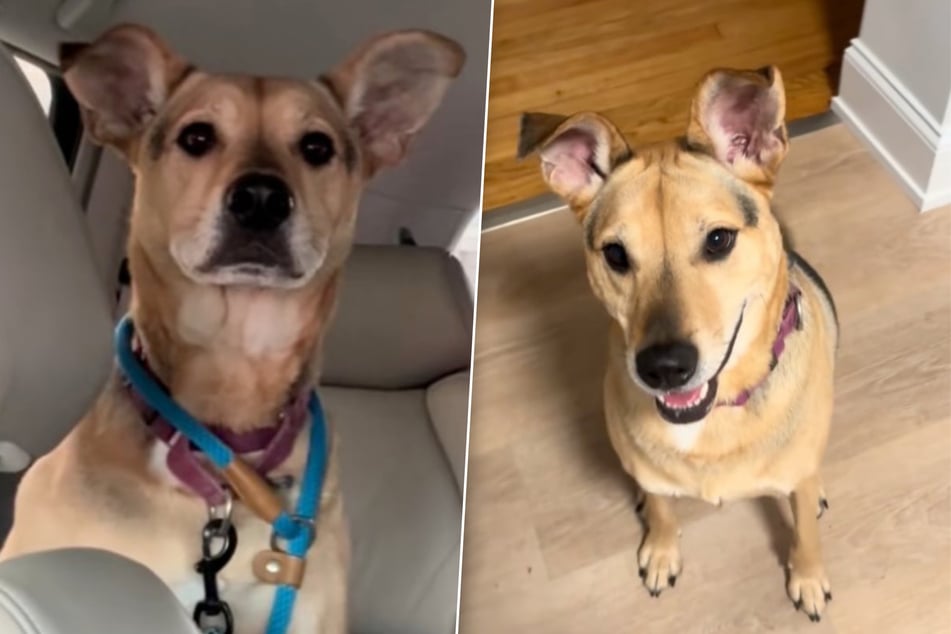 Dog has heartbreaking reaction to being brought back to shelter: "Sweet angel deserves more"