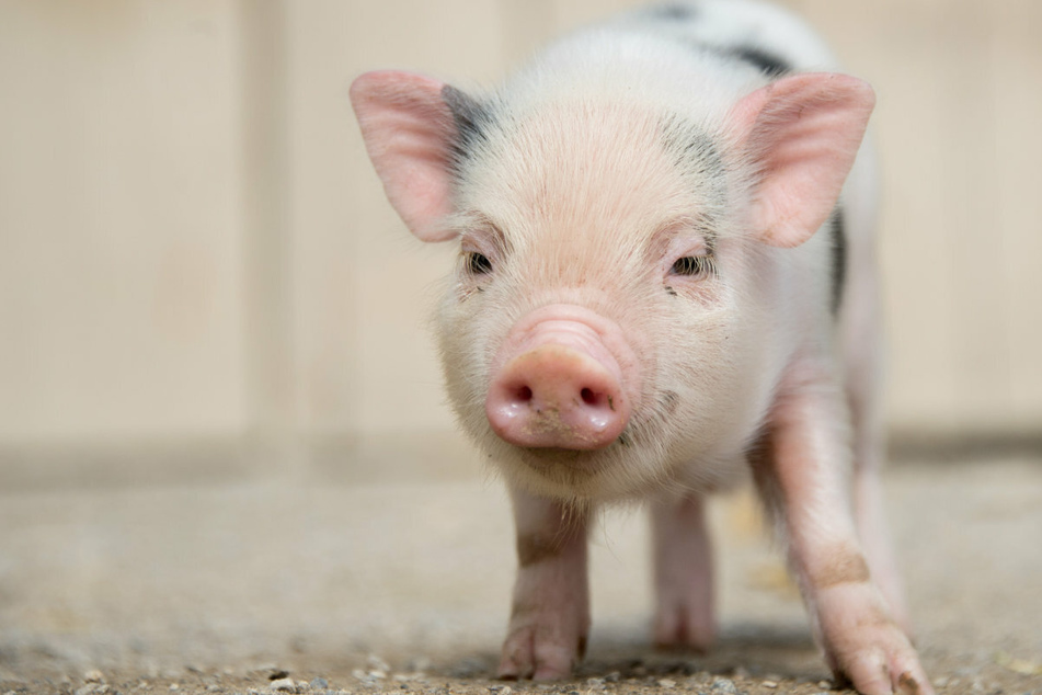 Minischweine werden aufgrund ihrer Größe - vor allem bei ihrer Geburt - auch gerne als "Teacup Pigs" bezeichnet. (Symbolbild)