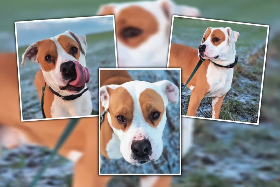 In seiner Zeit im Tierheim habe Hugo viel lernen können.