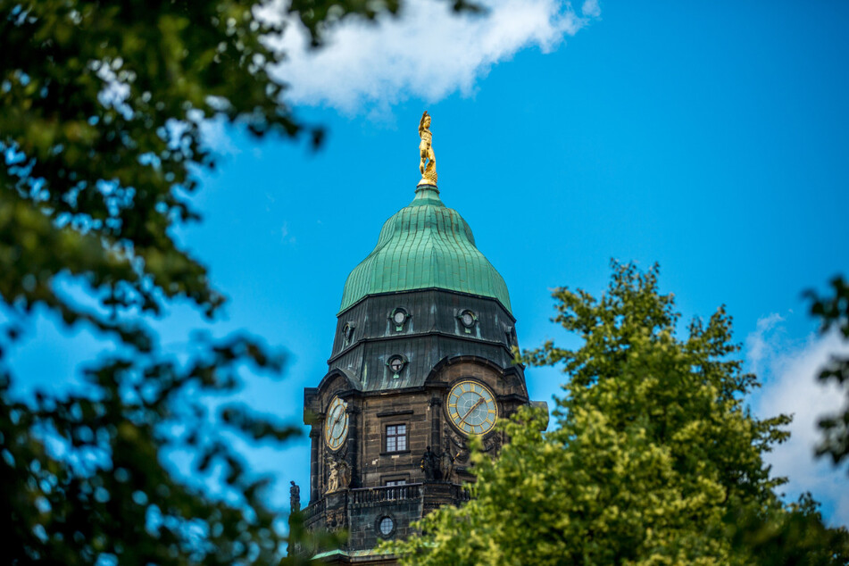 Hoch oben auf dem Rathausturm lebt eine von nur zwei Wanderfalken-Familien in Dresden.