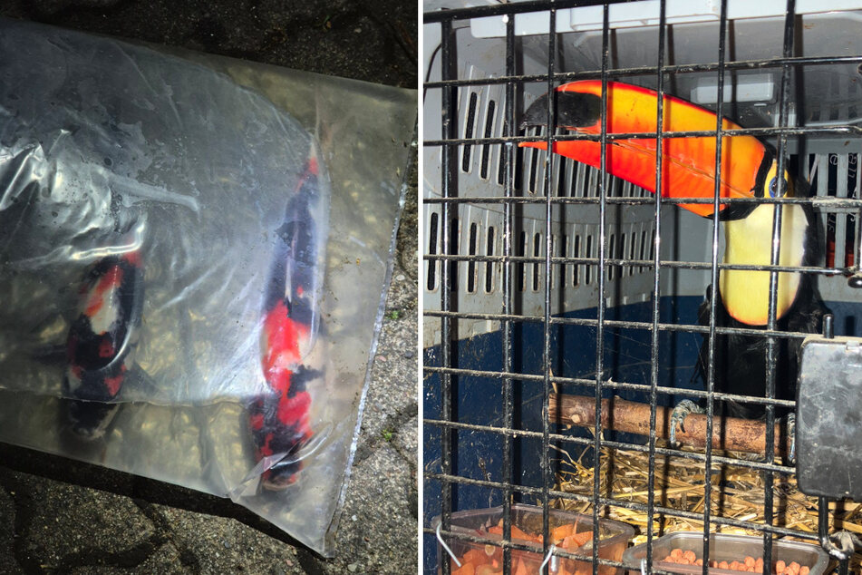 Kurioser Einsatz für die Polizei! Exotische Tiere in Transporter entdeckt