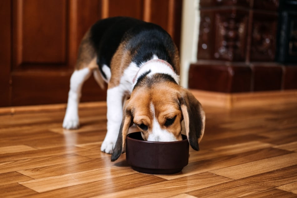 Ob Trocken- oder Nassfutter für Hunde besser ist, hängt von den individuellen Bedürfnissen des Hundes ab. Eine Kombination oder ein Wechsel zwischen beiden Futterarten kann eine gute Lösung sein.