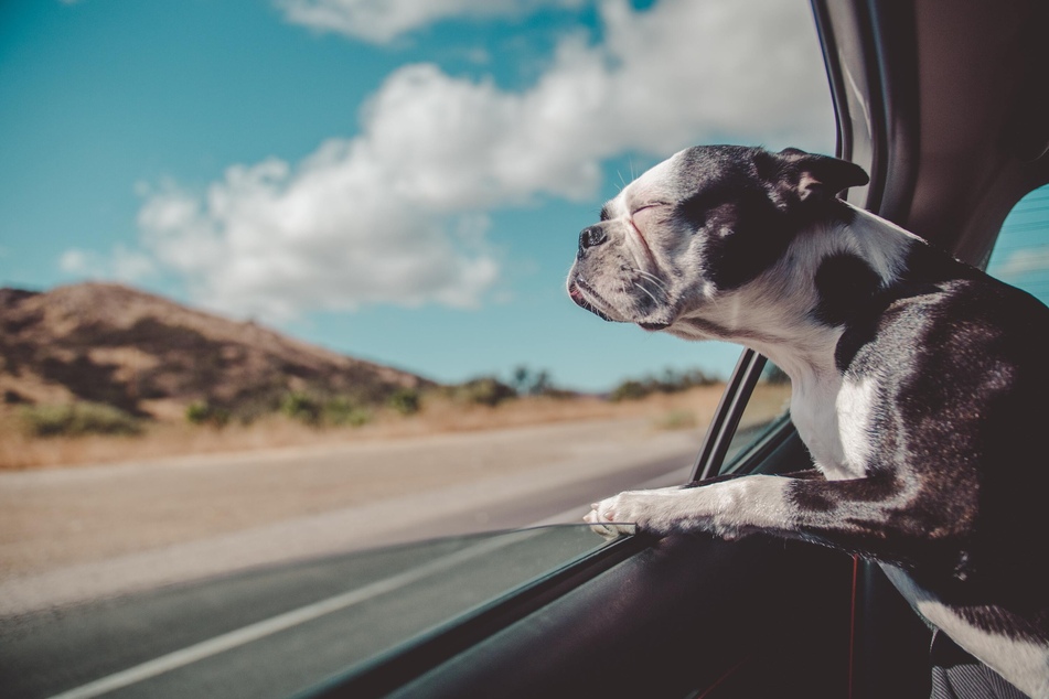 Do playful pooches ponder, or do they just go with the flow?