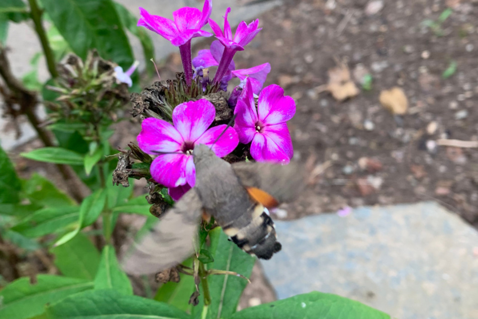 Das Taubenschwänzchen steht vor einer Phlox-Blüte und saugt den Nektar aus dem Blütenkelch.