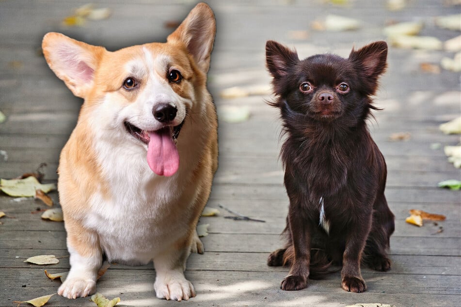 Corgi und Chihuahua: Wie sieht der Nachwuchs dieser Kreuzung aus?