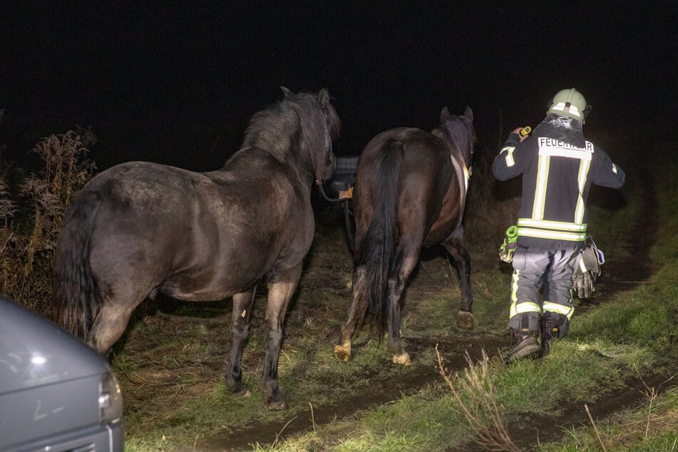 Die Kameraden der Feuerwehr unterstützten die Beamten der Polizei beim Einfangen der Pferde.