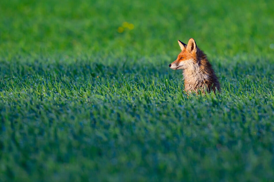 Der hilflose Fuchs wurde von den Rettungskräften befreit. (Symbolfoto)