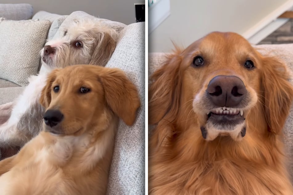 Zwei der Hunde schauen mit Pokerface in die Kamera. Auch Ted versucht, sich nichts anmerken zu lassen.