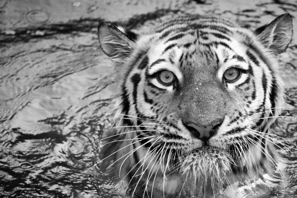 Tierpark Hagenbeck in tiefer Trauer: Tigerdame stirbt bei medizinischer Untersuchung