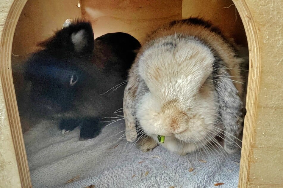 Angora-Mix "Havanna" (l.) und Widder "Timmy" hoffen auf ein gemeinsames Zuhause.