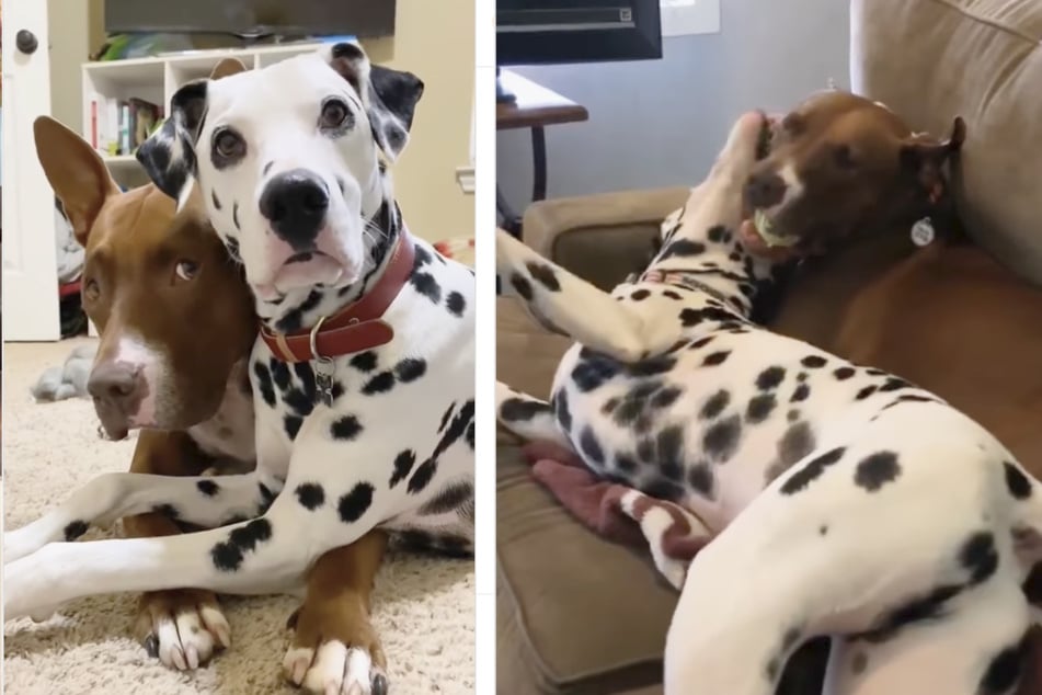 Dalmatiner "Louie" und Pitbull "Baloo" führen eine besondere Beziehung, der vor allem vom Pitbull viel Geduld erfordert.