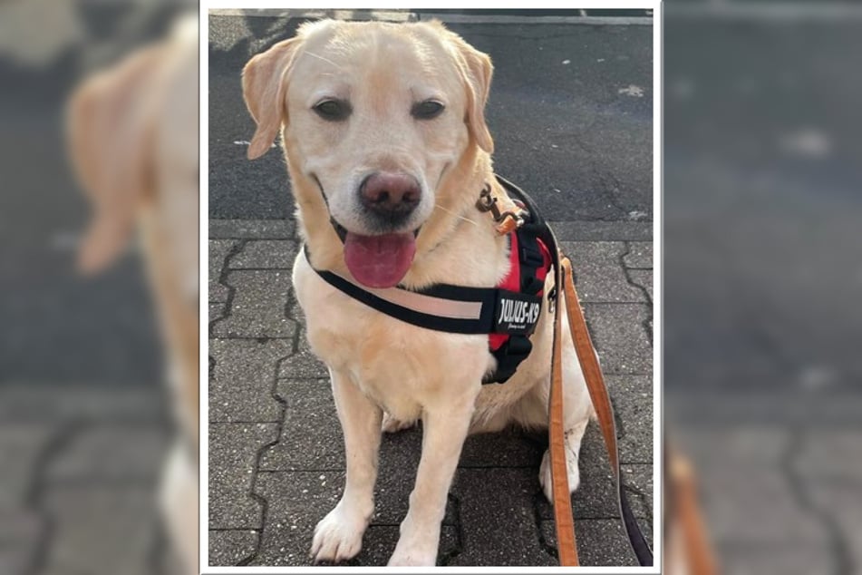 Labrador Odin hat leider sein Herrchen verloren, weshalb er ins Frankfurter Tierheim umziehen musste.