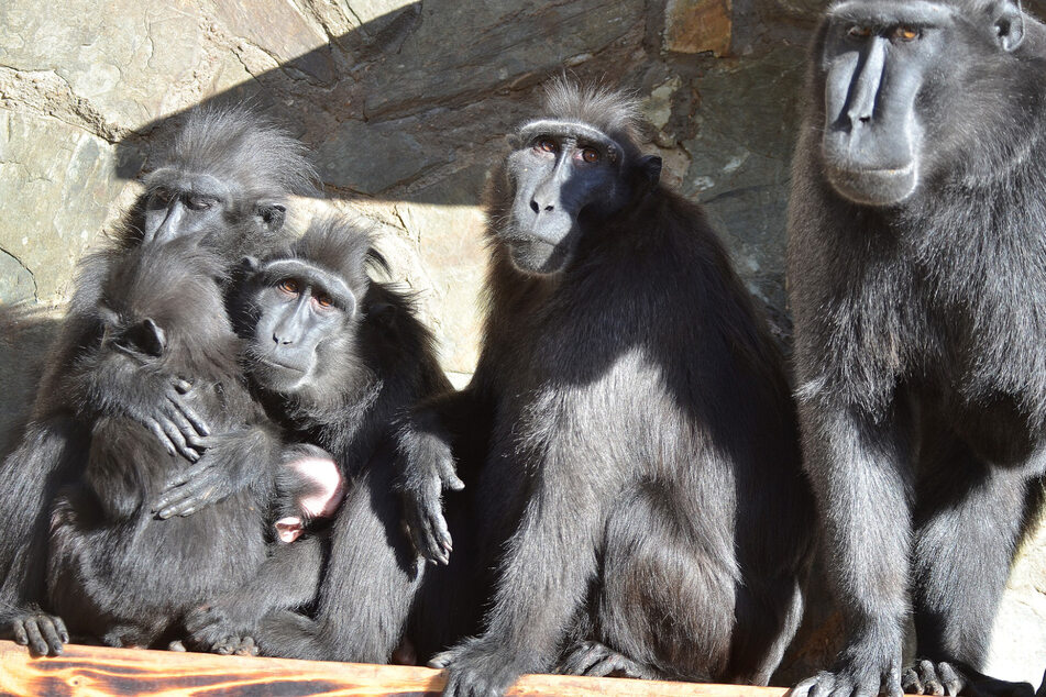 Weil ein 42-Jähriger in den Zoo eingebrochen ist, konnten die Makaken entkommen.