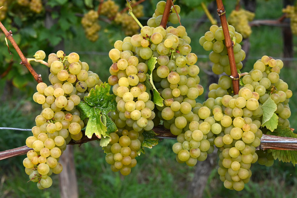 Aus den Trauben hätten rund 7500 Liter Wein gekeltert werden können. (Symbolbild)