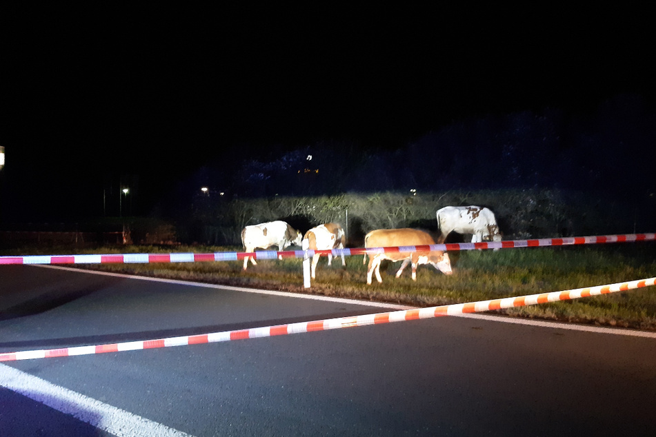 Letzte Abfahrt Plauen-Ost: Mit rot-weißem Absperrband stoppte die Polizei die vier rasenden Bullen.