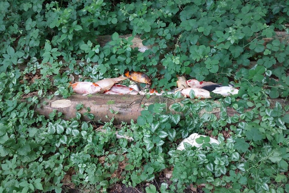 Etwa 30 tote Kois fand die Polizei in dem Waldstück bei Neumünster vor.