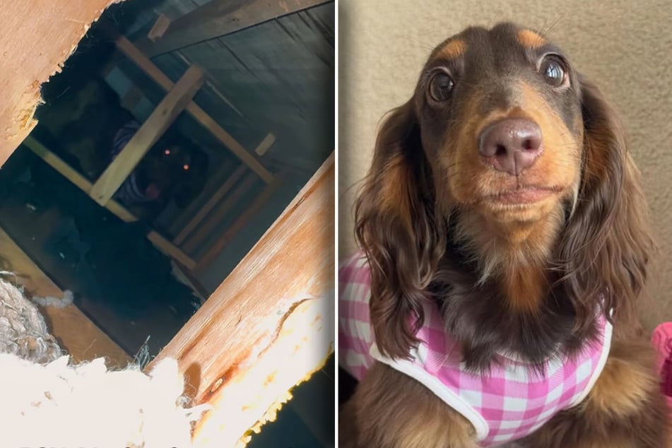 Frauchen staunt Bauklötze, was Dackel mit Sofa macht: "Wette, euer Hund kann das nicht"