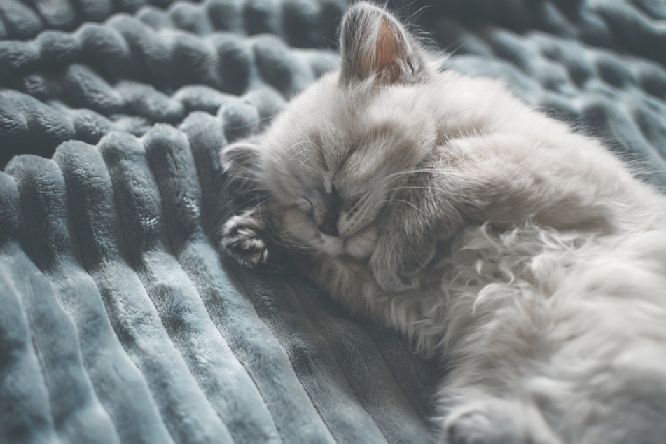 Cats will often purr in their sleep, even if they're not being petted.