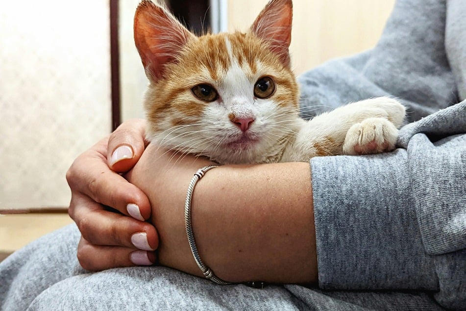 Your cat may be docile enough to be given a pill by hand.