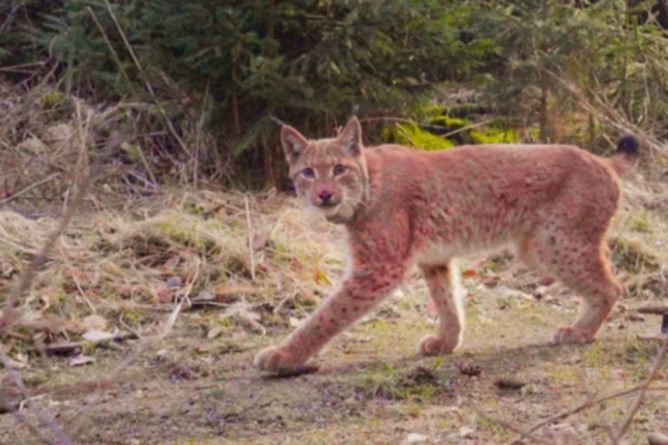 Anderthalb Jahre keine Spur: In Sachsen ausgewilderter Luchs Juno wiederaufgetaucht