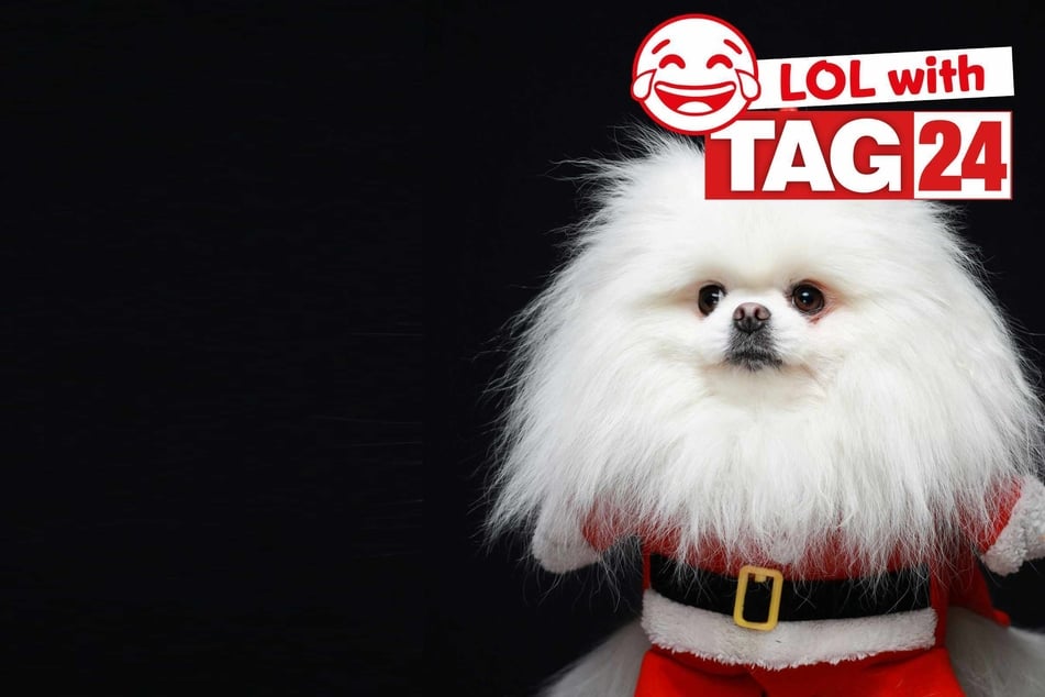 Joke of the Night for December 23, 2025: A dog funny for Christmas.