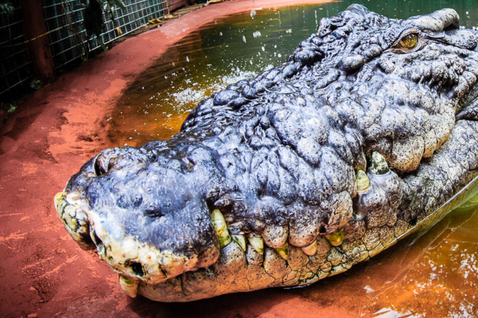 Largest crocodile in captivity still growing after turning 120 years old!