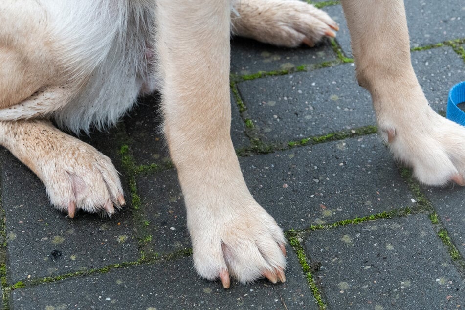 Vergiftet und stranguliert: Mann und Frau sollen Hund grausam gequält haben