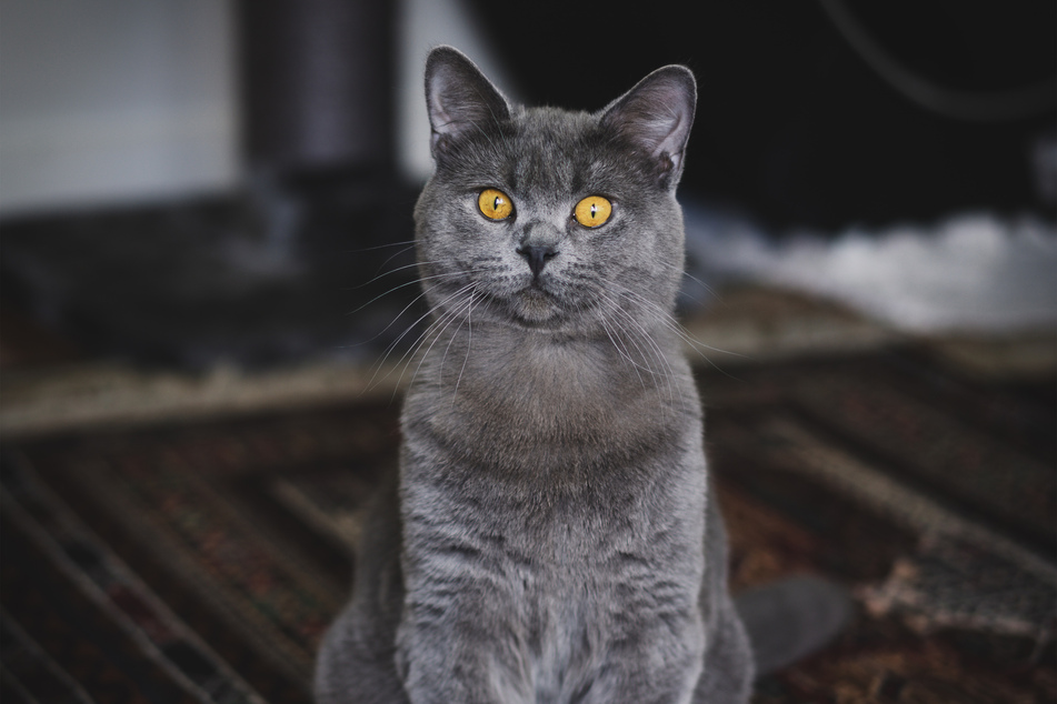 There are few cats better suited to domestic life than British shorthairs.