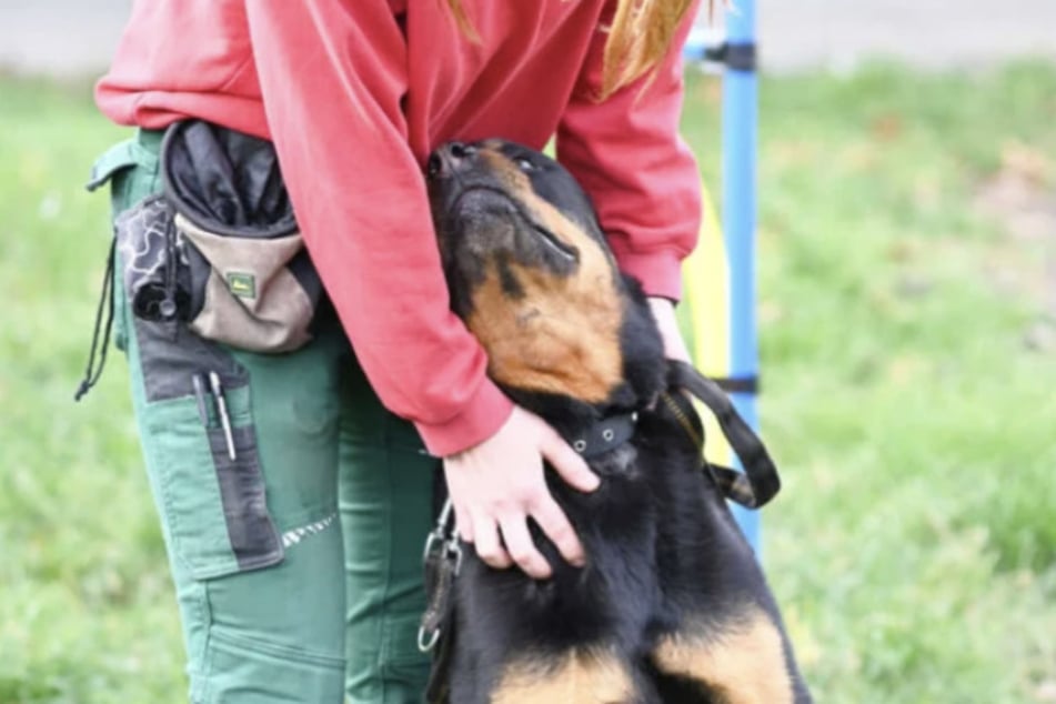 Si el Rottweiler recibe una guía clara, prospera.