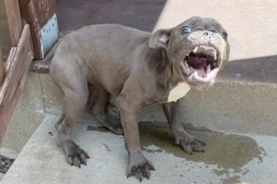 An abandoned dog was quite aggressive with her rescuers before she made a dramatic transformation.