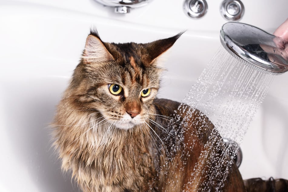 Many cats are considered to be afraid of water, but there are always exceptions (stock image).