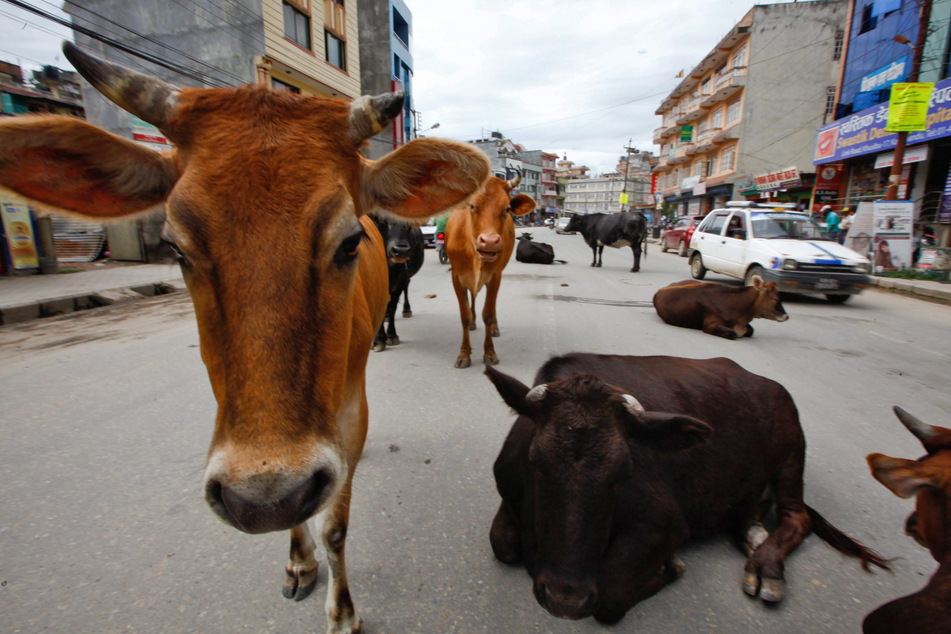 Ein Gruppe Kühe ruht sich mitten auf einer Straße der Hauptstadt Kathmandu aus.