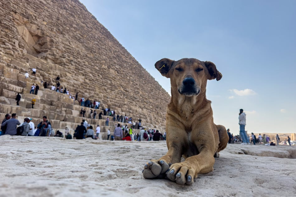 A stray dog sits in front of the Great Pyramid of Khoufou (Cheops or Keops), at the Giza Plateau, on the outskirts of Cairo on November 14, 2024. The dogs, a local breed, are known for their resilience, intelligence, and ability to survive in Egypt's harsh climate.