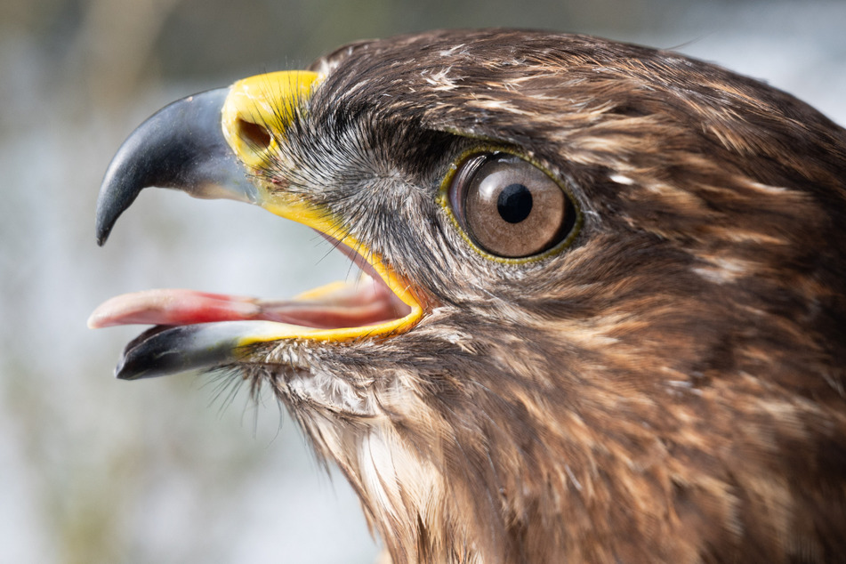 Erneut toter Greifvogel in Niederbayern gefunden: 5000 Euro Belohnung ausgesetzt