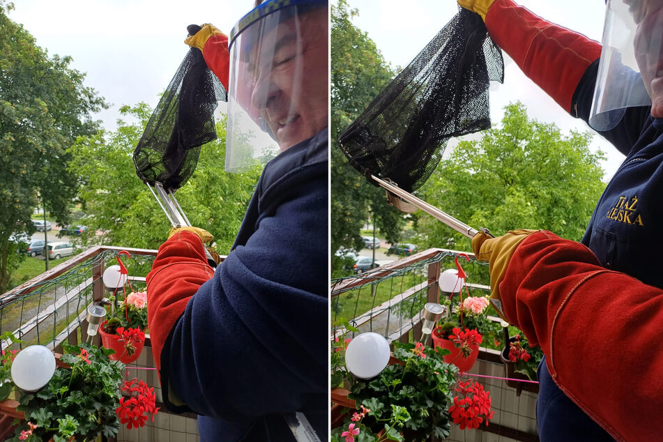Ein Beamter entließ die mit einem speziellen Netz eingefangene Fledermaus wieder in die Natur.