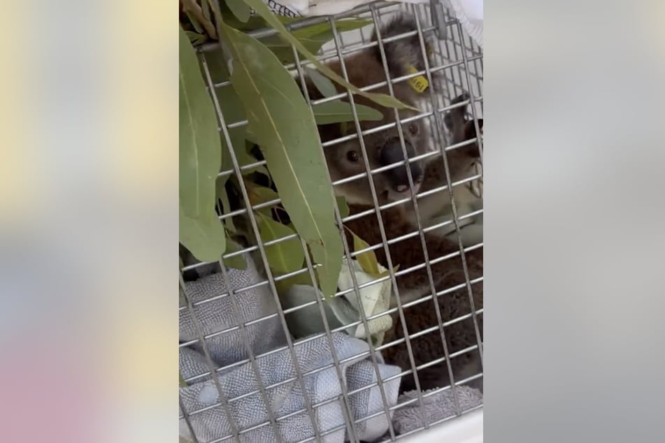 Organizacja ratowania zwierząt zabrała Periego do weterynarza, aby go zbadać – po tym został ponownie wypuszczony na wolność.