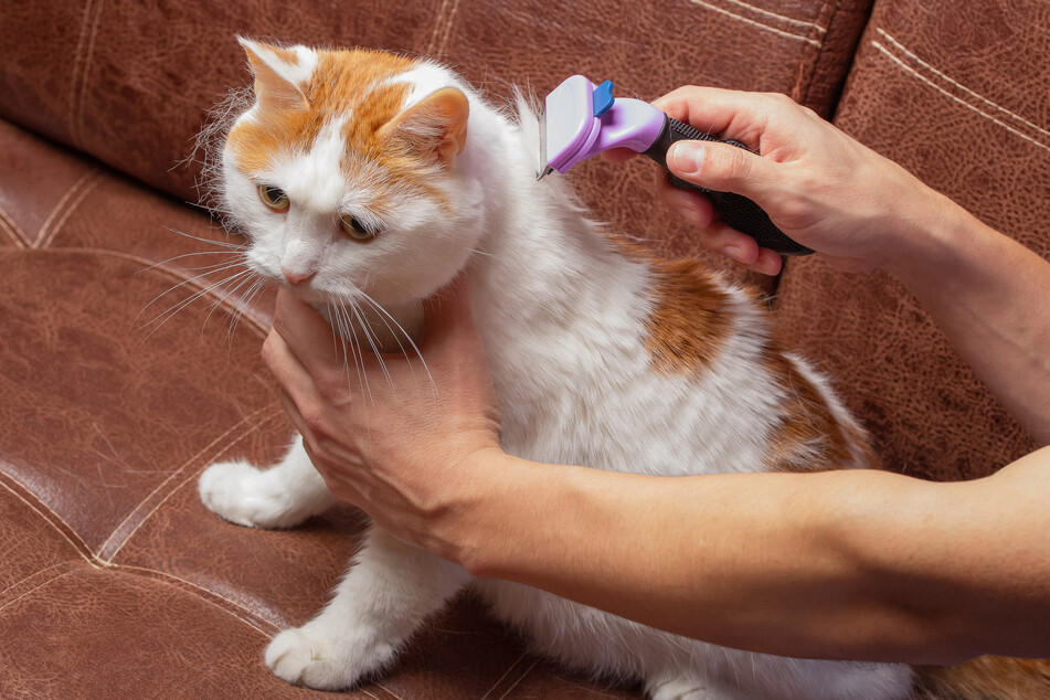 If you haven't been looking after your cat's coat, it might get dandruff.