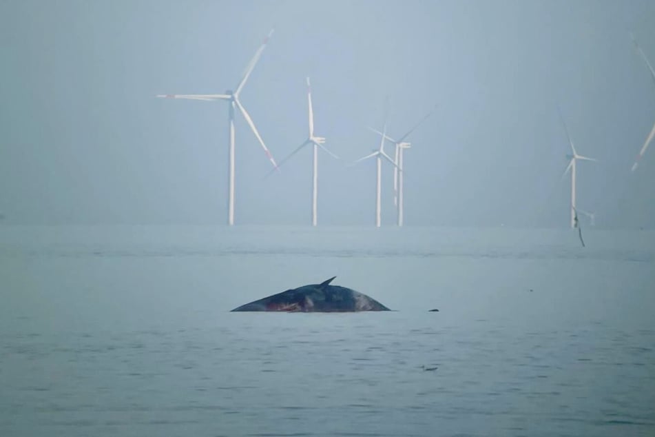 Der tote Pottwal trieb östlich von Hörnum durch das Wattenmeer.