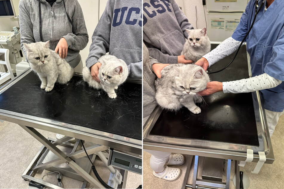 Die Katzen wurden nach ihrer Rettung von einem Tierarzt versorgt.