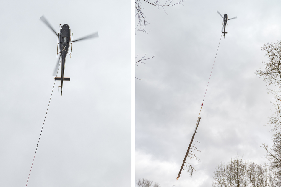Einzeln werden die toten Fichtenstämme aus der Kirnitzschklamm geflogen. 1400 Kilo kann der Helikopter maximal tragen. (Bildmontage)