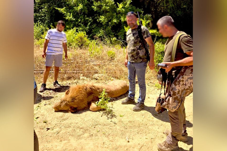 Zirkuslöwe "Zeus" überlebte seinen Ausflug ins Freie nicht.
