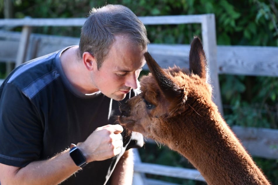 Patrick Stellmach (38) aus Vaihingen an der Enz droht das Aus für seine kleine Alpaka-Farm.