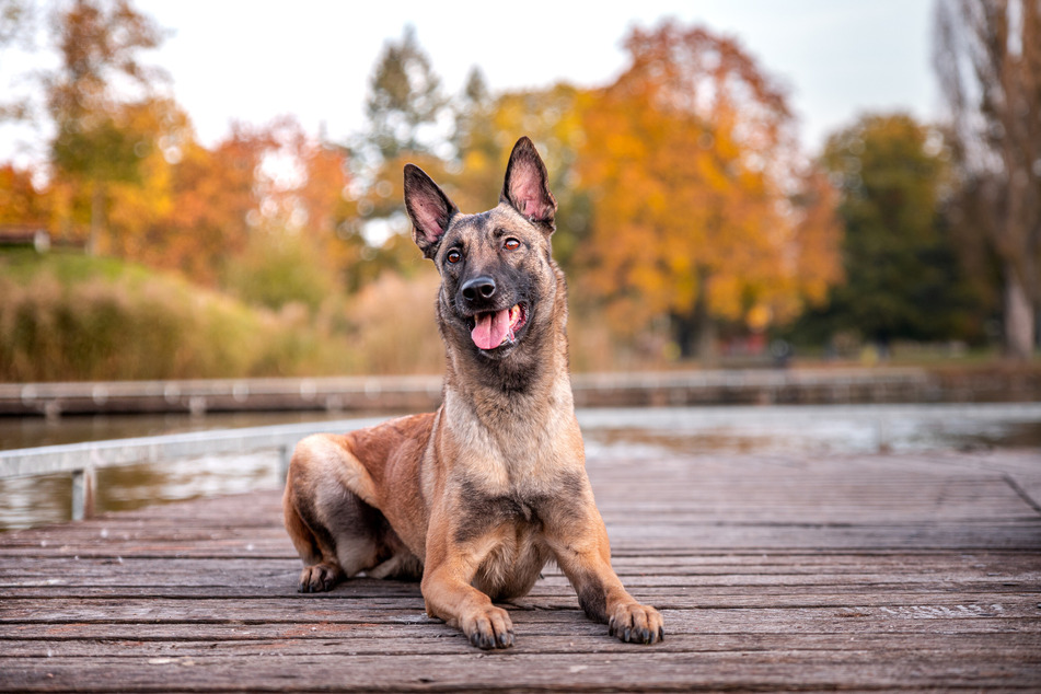 According to the smartDOG cognition tests, the Belgian Malinois is the brightest of the breeds.