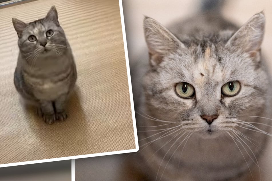 Katze hat einfach kein Glück: Wegen einer Sache wenden sich Interessenten immer wieder ab