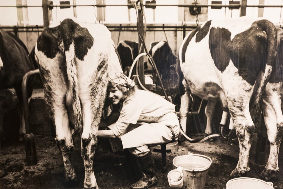 Spaß bei der Arbeit hatte offenbar auch diese Bäuerin beim Melken ihrer Kühe.