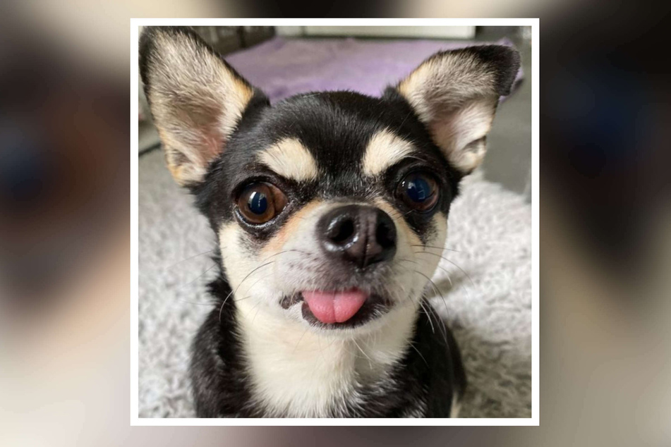 Chihuahua "Sammy" streckt den Instagram-Fans des Tierheims Bergheim frech die Zunge entgegen.
