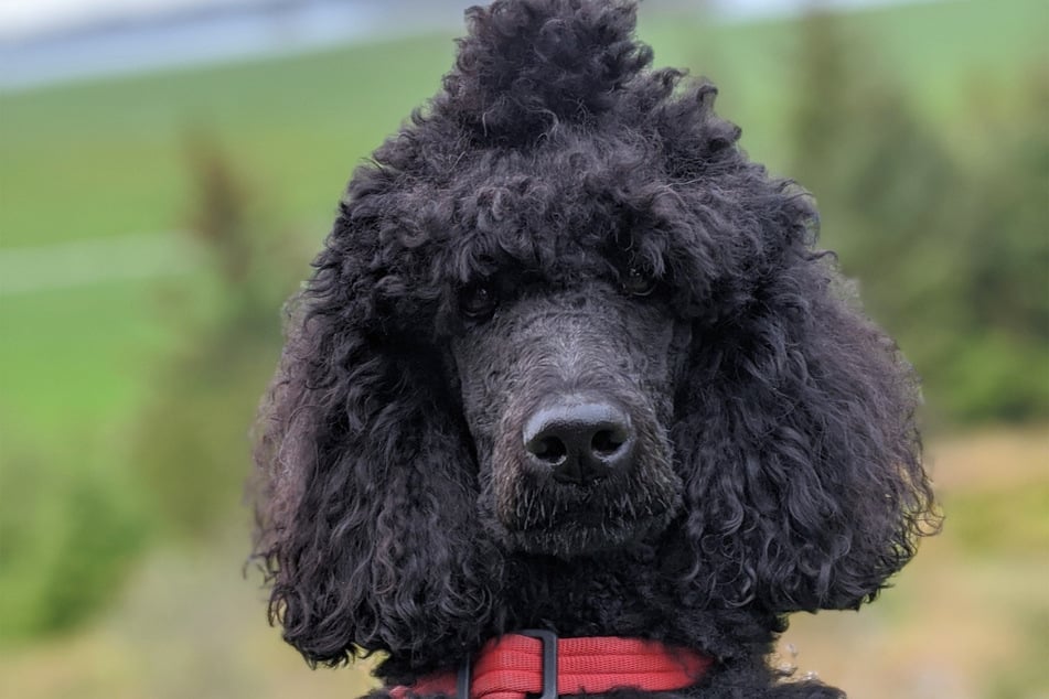 Poodles are remarkably sweet, and live longer than you'd think.