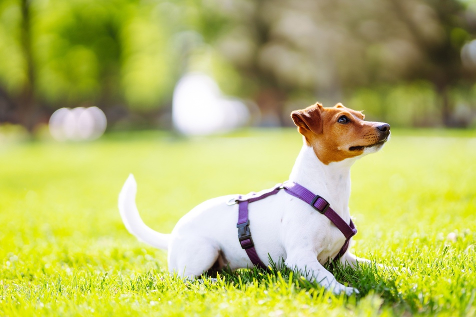 Mit einem Brustgeschirr können Hunde besser atmen als mit einem engen Halsband.