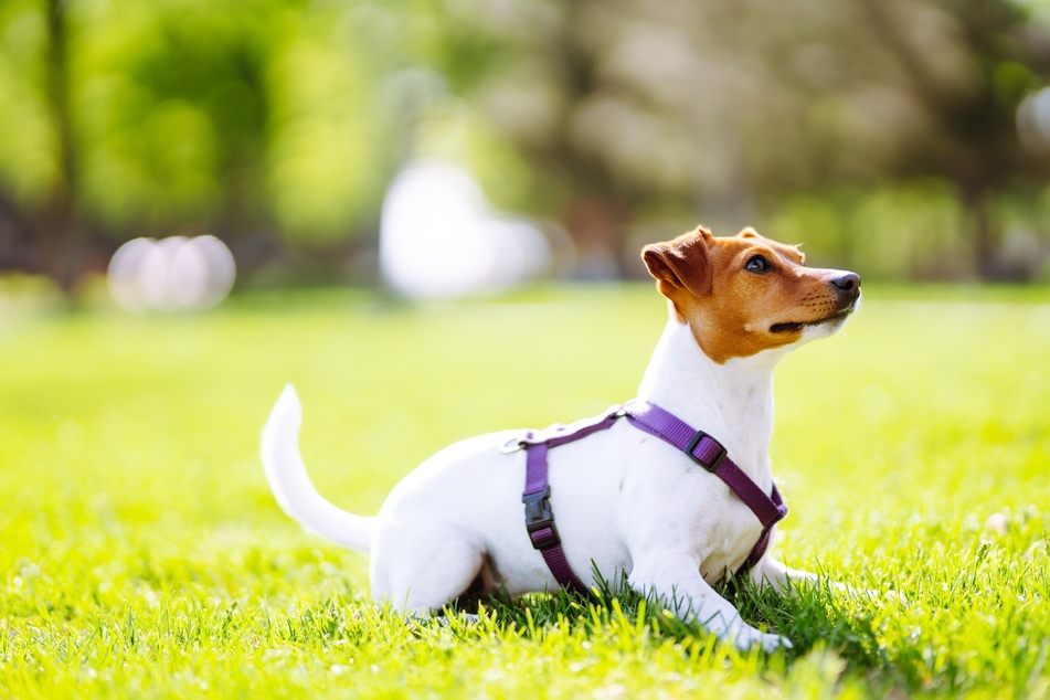 Dogs can breathe better with a chest harness.