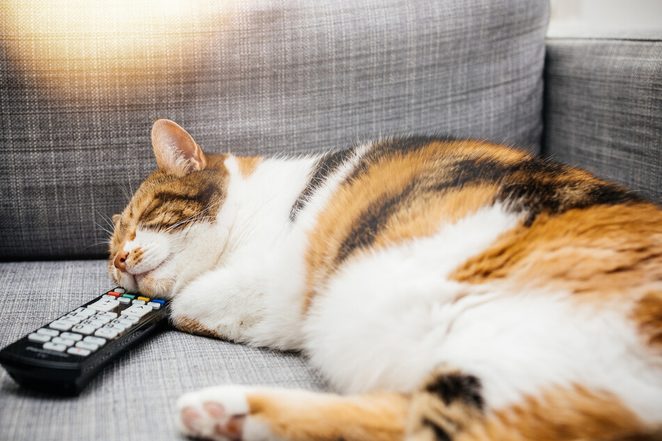 Wie sich nach Betreten der Wohnung herausstellte, hatte wohl die Katze der Mieterin für den eingeschalteten Fernseher gesorgt. (Symbolfoto)
